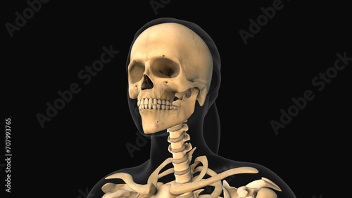 Medical animation of the mandible bone pain photo