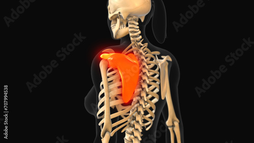 Medical animation of the scapula bone pain photo