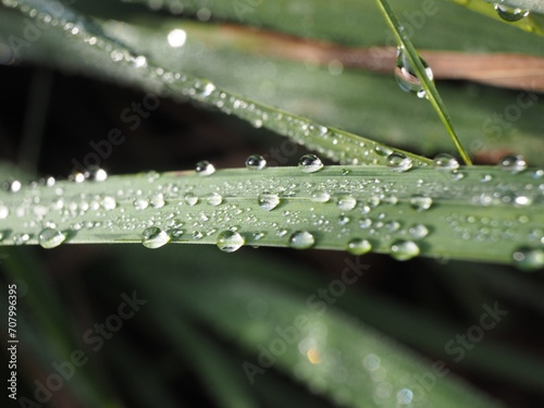 Water drops on the green grass in the morning. Shallow depth of field