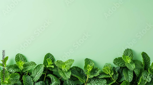 Fresh Mint Leaves on the Bottom Border Against a Light Green Backgroud, Space For Copy Space. Refreshing Ingredient photo
