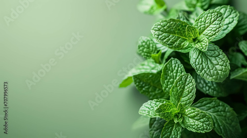 Fresh Mint Leaves on the Right Border Against a Light Green Backgroud, Space For Copy Space. Refreshing Ingredient