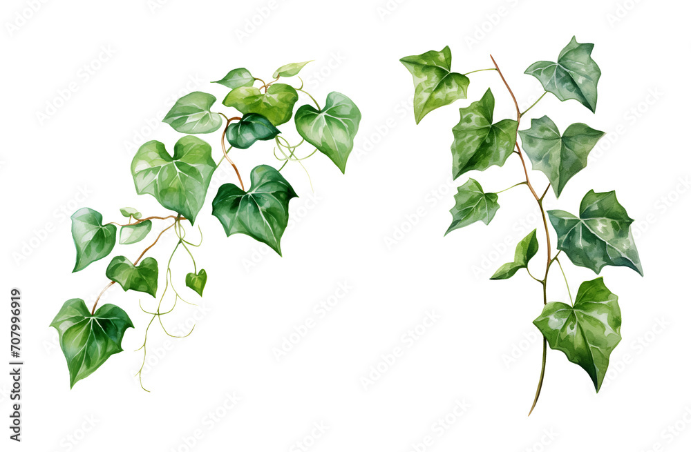 Ivy, watercolor clipart illustration with isolated background. - obrazy, fototapety, plakaty 