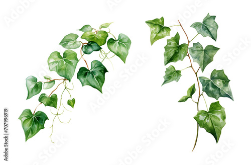 Ivy, watercolor clipart illustration with isolated background.