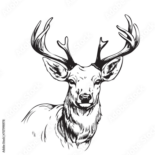 Deer sketch hand drawn. Forest animals .Symbol and sign of new year