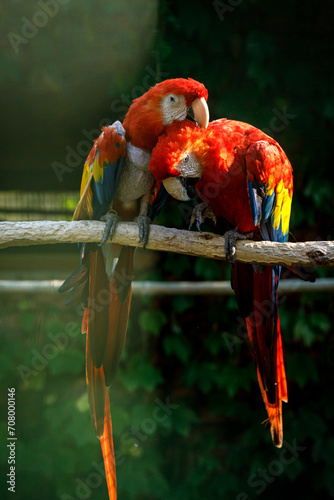Two colorful parrots on a rustic branch against the serene backdrop of a verdant forest.