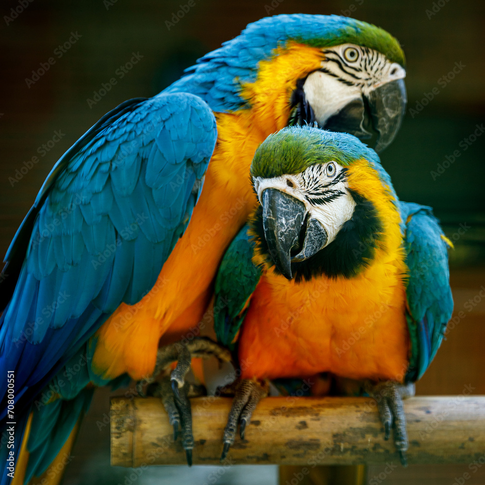 Yellow-blue parrots on a branch