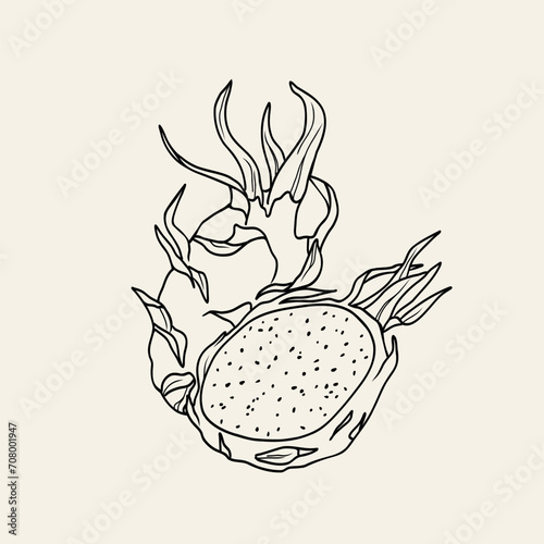 Line art dragon fruit or pitaya illustration