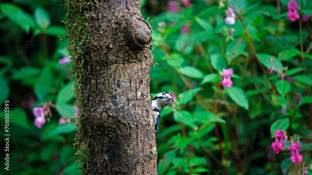 Great spotted woodpecker feeding in the woods Great spotted woodpecker feeding in the woods
