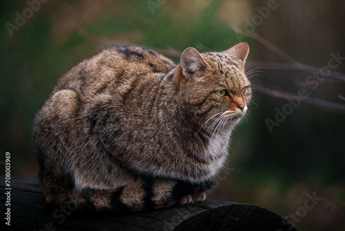 Aufmerksame Wildkatze  photo