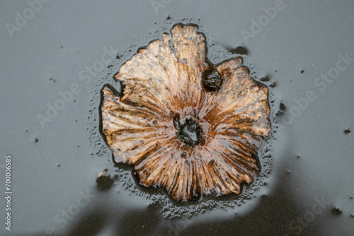 Dried Flower on the wet ground