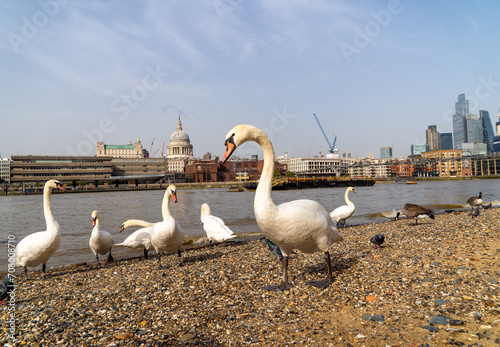 Fototapeta Naklejka Na Ścianę i Meble -  London Family of Swans on the South Bank with St Pauls and the Thames in the Background