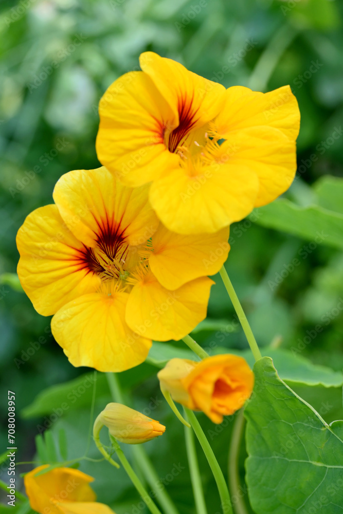 closeup the bunch yellow red nasturtium flowers with vine and green leaves in the garden soft focus natural green brown background. closeup the bunch yellow red nasturtium flowers with vine and green leaves in the garden soft focus natural green brown background.