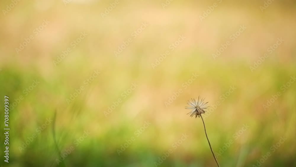 Wild flower seeds with shallow depth of field move in the wind in slow motion Wild flower seeds with shallow depth of field move in the wind in slow motion