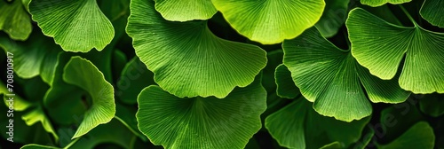 Ginkgo Leaves. Natural leaf texture background. Branches of a ginkgo tree