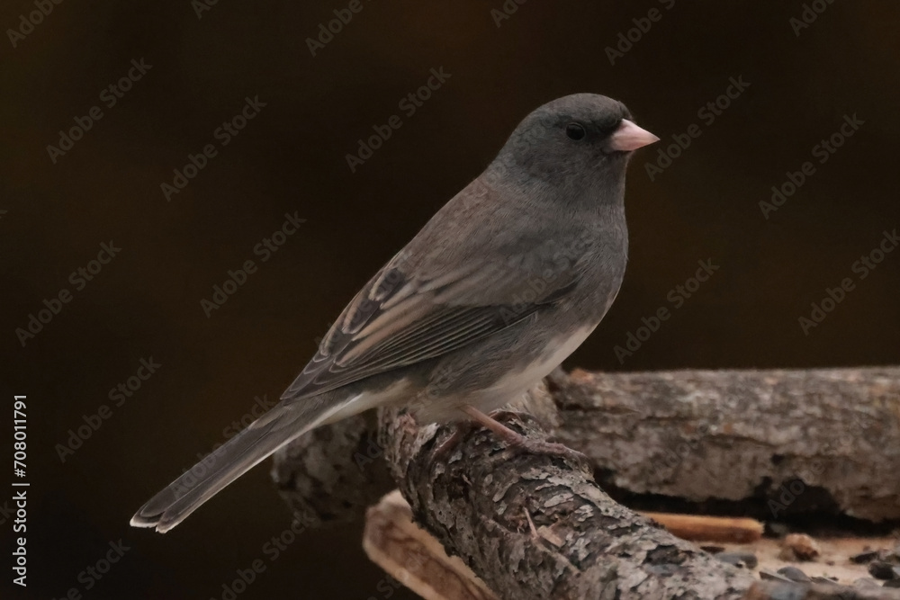 Juncos perching on feeder Juncos perching on feeder