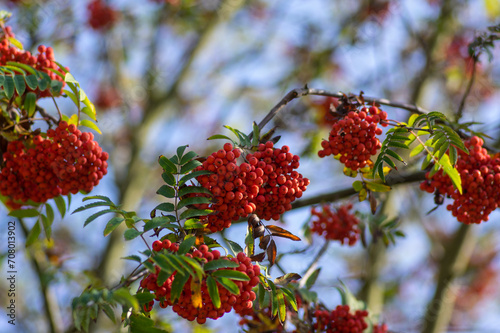 Sorbus aucuparia moutain-ash rowan tree branches with green leaves and red pomes berries on branches photo