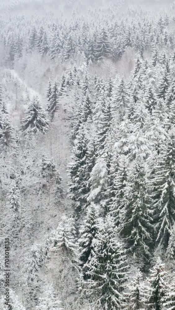 Vertical aerial shot frozen forest snow covered spruce and pine trees. Top view flyover winter woodland at snowfall. Drone flying over treetops. Snow flakes falling down. Flight over white woods
Vertical aerial shot frozen forest snow covered spruce and pine trees. Top view flyover winter woodland at snowfall. Drone flying over treetops. Snow flakes falling down. Flight over white woods