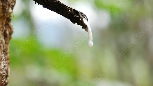Drops of latex in the rubber plantation photo