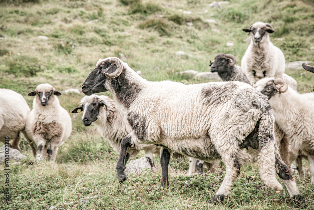 Fototapeta premium Black sheeps in the midle of farm. Grazing flock of Suffolk sheep on a green meadow.