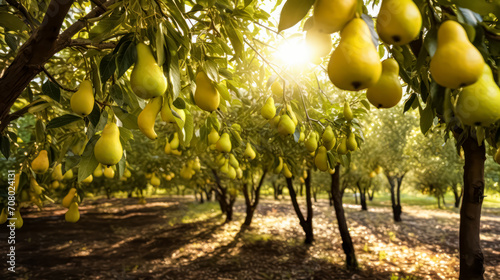 Capture the essence of a fruitful morning with images of ripe pears in the orchard photo