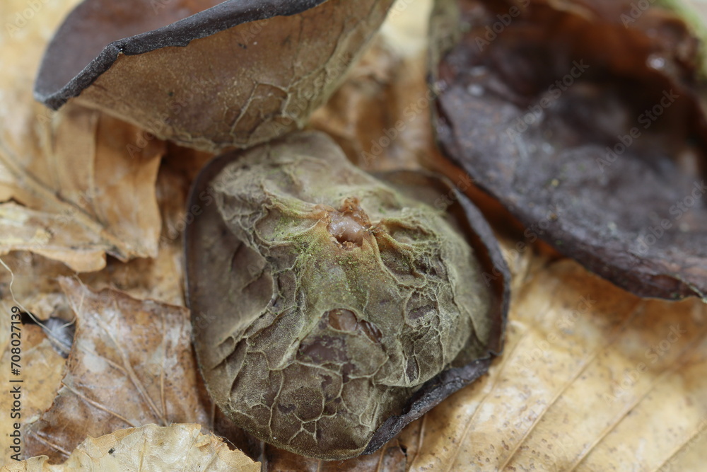 judasohr auch holunderpilz, Auricularia auricula-judae judasohr auch holunderpilz, Auricularia auricula-judae