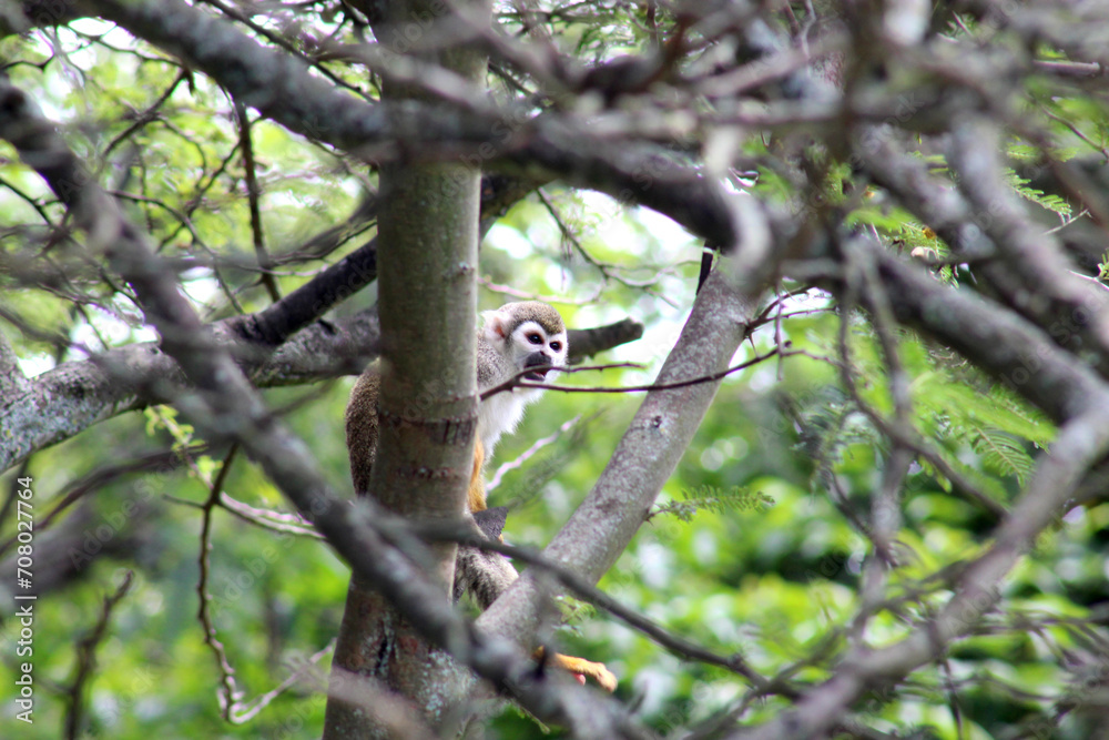 Ecuadorian Squirrel monkey small cute sitting in tree at the forest zoo - Mono barizo sentado en árbol Ecuador zoológico