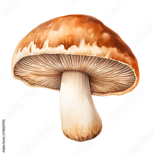Mushroom, watercolor clipart illustration with isolated background. photo