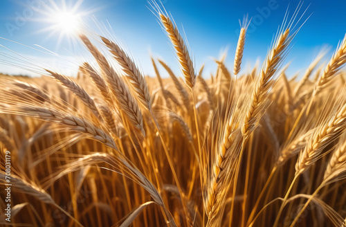 golden wheat field. 