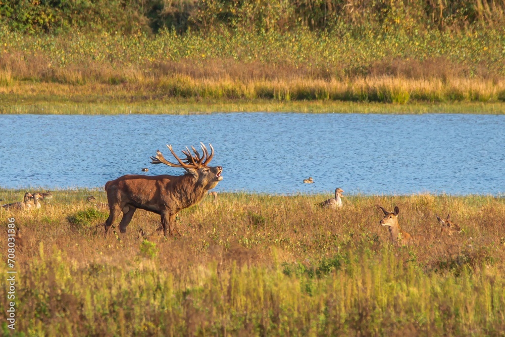 Naklejka premium herd of deer