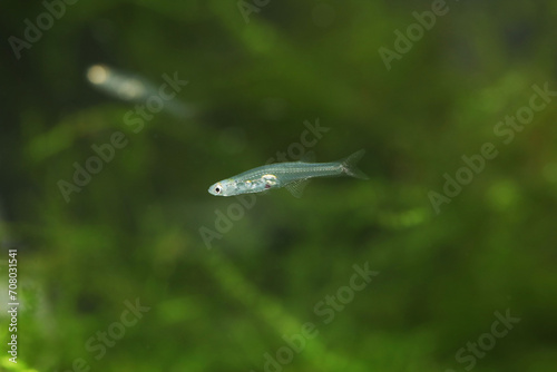 Foto Miniature transparent fish Danionella cerebrum from Myanmar