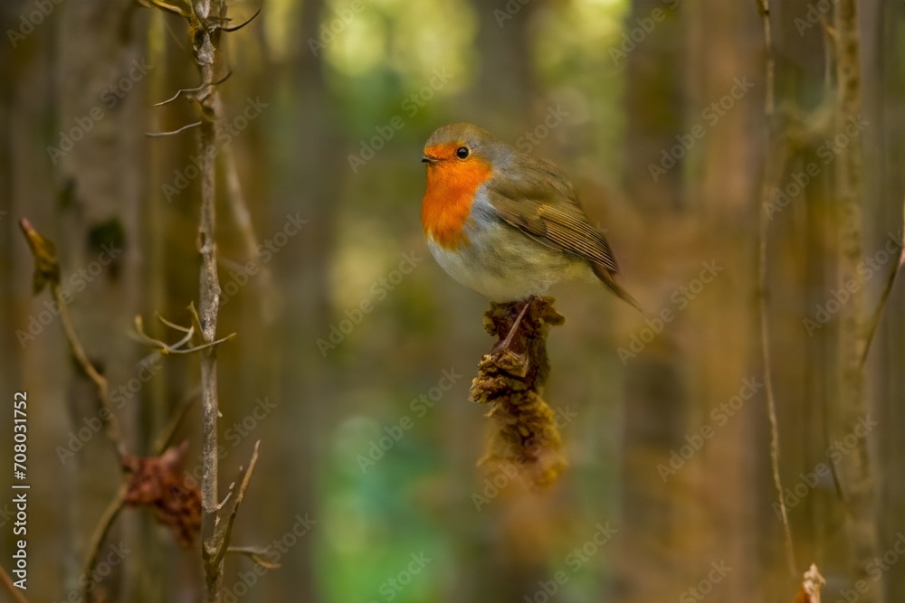 robin on a branch robin on a branch
