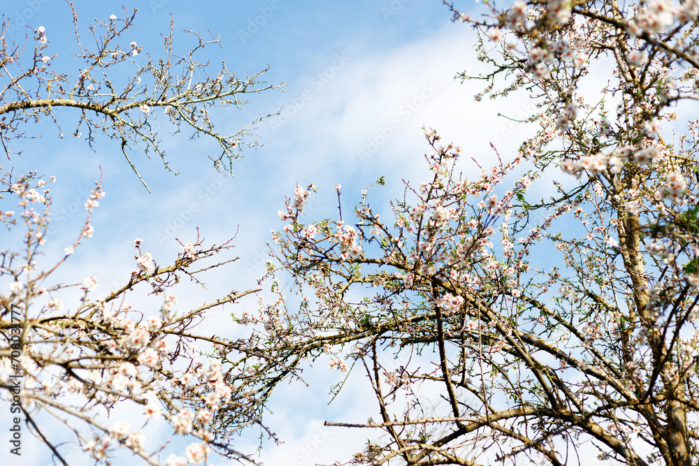 Blooming almond trees in the garden against the blue spring sky.