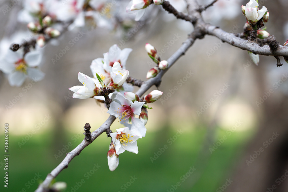Blooming branches of almonds. Almond trees are covered with beautiful white and pink flowers. Blooming branches of almonds. Almond trees are covered with beautiful white and pink flowers.