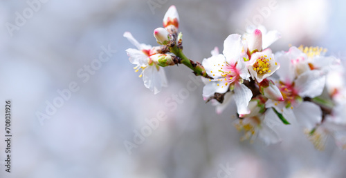 Spring nature background with lovely blooming almonds in pastel banner. Springtime concept