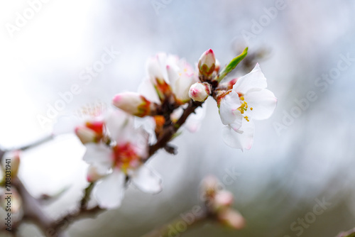 Blooming branches of almonds. Almond trees are covered with beautiful white and pink flowers. photo