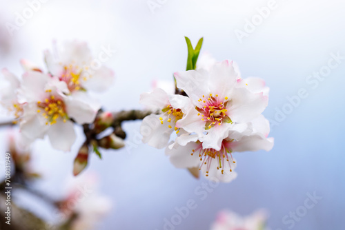 Spring nature background with lovely blooming almonds in pastel banner. Springtime concept