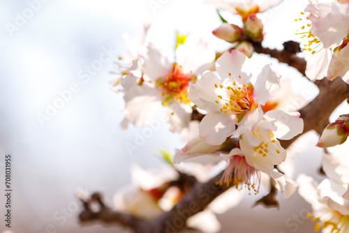 Blooming branches of almonds. Almond trees are covered with beautiful white and pink flowers. photo