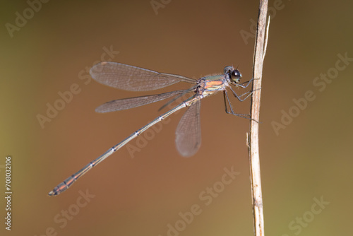 migrant spreadwing [Lestes barbarus] photo