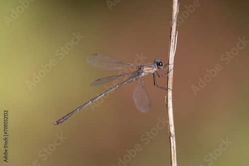 migrant spreadwing [Lestes barbarus] photo