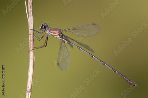 Cuadro en lienzo migrant spreadwing [Lestes barbarus]