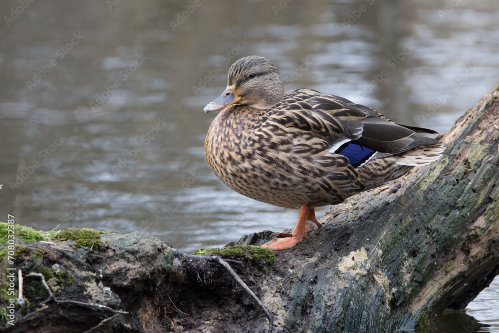 Close up of a mallard [Anas platyrhynchos]	
