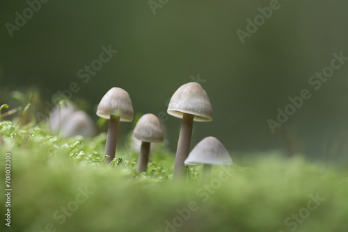 close-up fungus