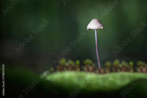 close-up fungus