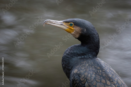 black cormorant [Aus.] [Phalacrocorax carbo]	
