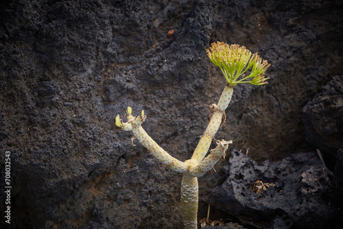 Plantas del Hierro