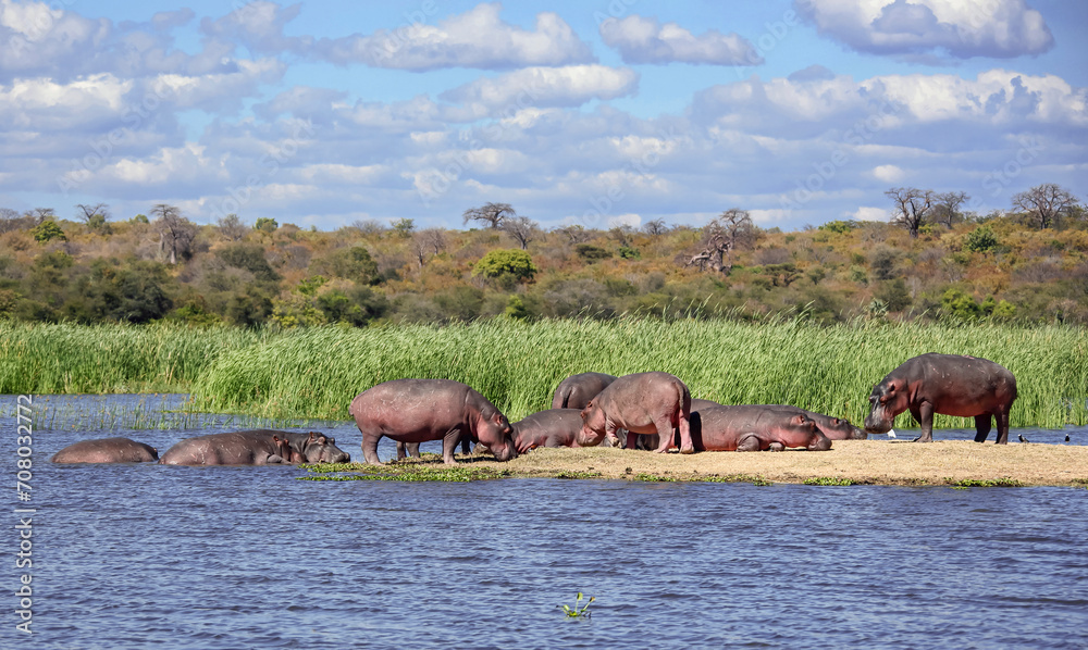 Herd of hippos of different ages and genders is resting and digesting food on sandy island. Herd of hippos of different ages and genders is resting and digesting food on sandy island.