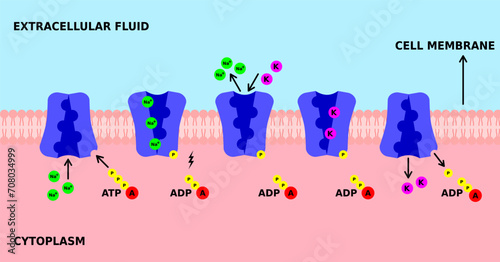 Sodium potassium pump. K, Na pump. Active transport through cell membrane. Powered by ATP, the pump moves sodium and potassium ions in opposite directions.  Enzyme ATPase. Vector illustration. 