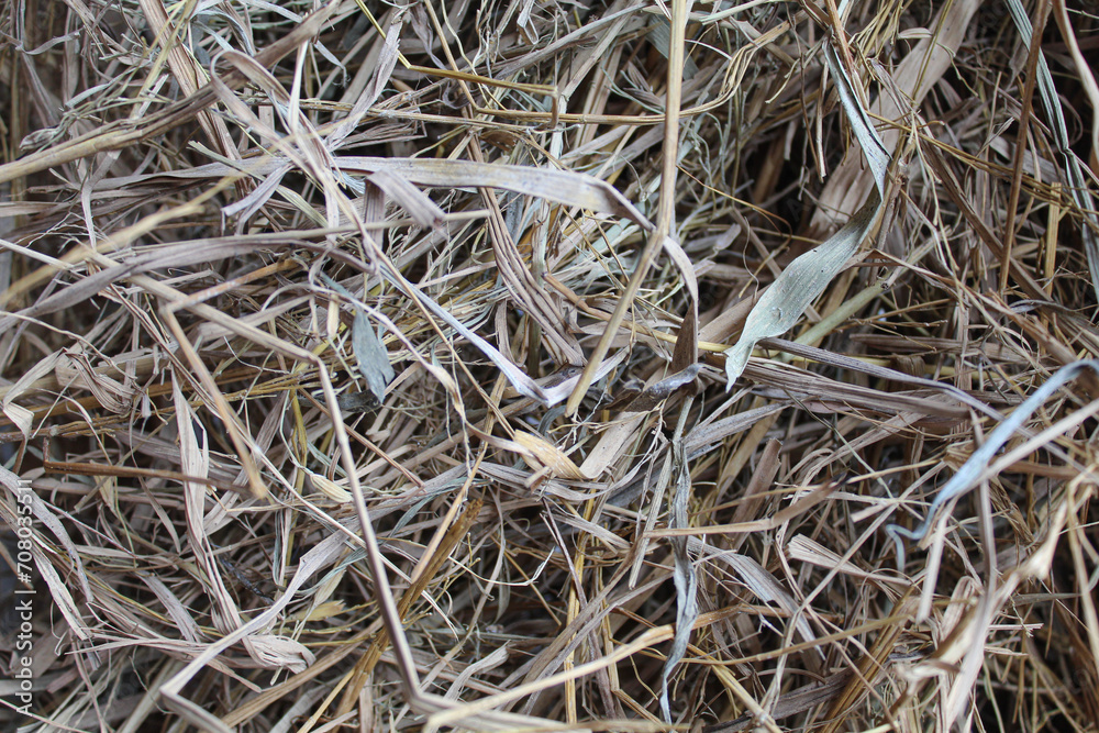 Background of texture of dried brown rice straw Background of texture of dried brown rice straw