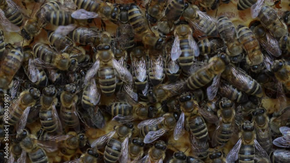 Colony bees on honeycomb in apiary. Beekeeping in countryside. Many working bees on honeycomb, closeup, macro. Detailed shot within a hive in honeycomb, wax cells with honey and pollen. Honey in combs Colony bees on honeycomb in apiary. Beekeeping in countryside. Many working bees on honeycomb, closeup, macro. Detailed shot within a hive in honeycomb, wax cells with honey and pollen. Honey in combs