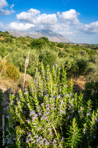 Rosemary in Crete